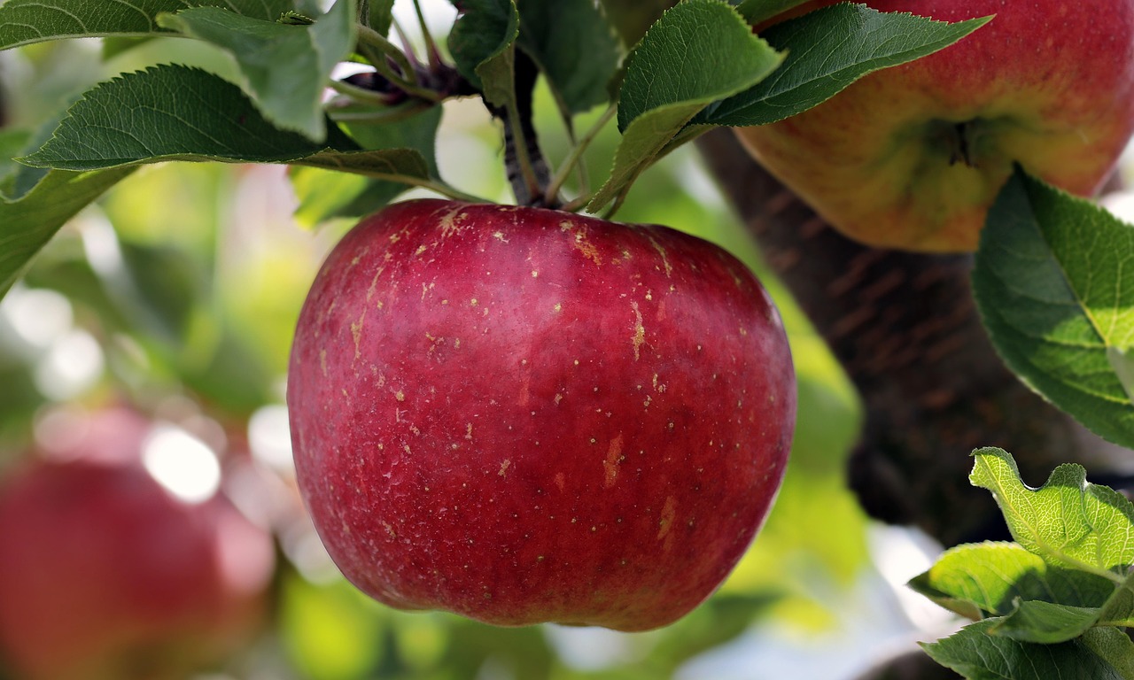 Muda de Jabuticaba: 5 Dicas para um Pé Carregado de Frutos