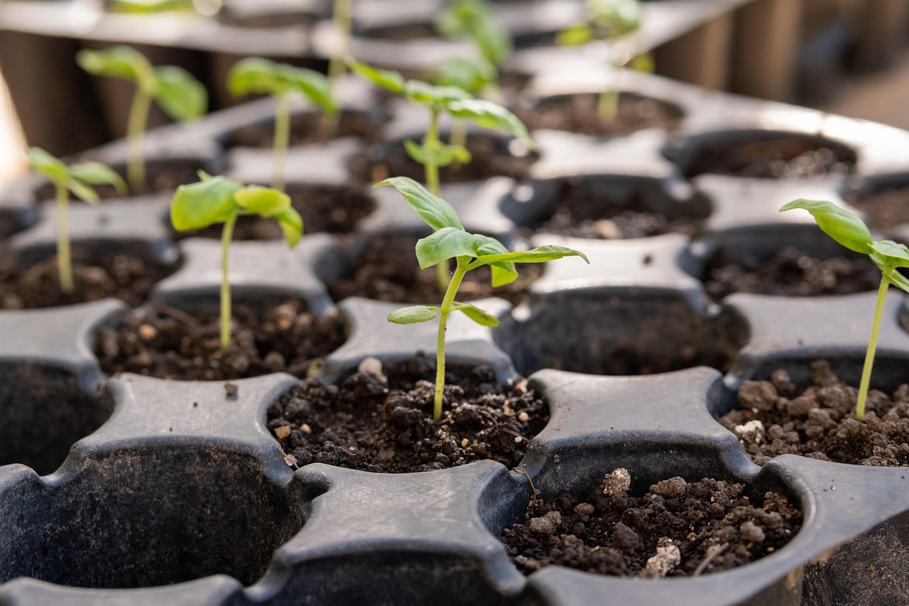 Mudas de Abacate: 4 Passos e 3 Segredos para um Cultivo de Sucesso