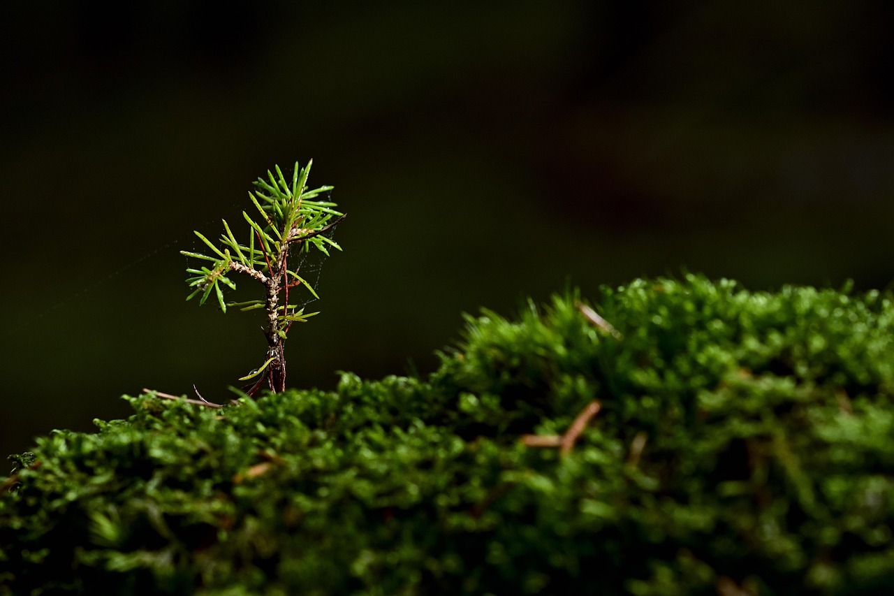 Mudas de Abacate: 4 Passos e 3 Segredos para um Cultivo de Sucesso